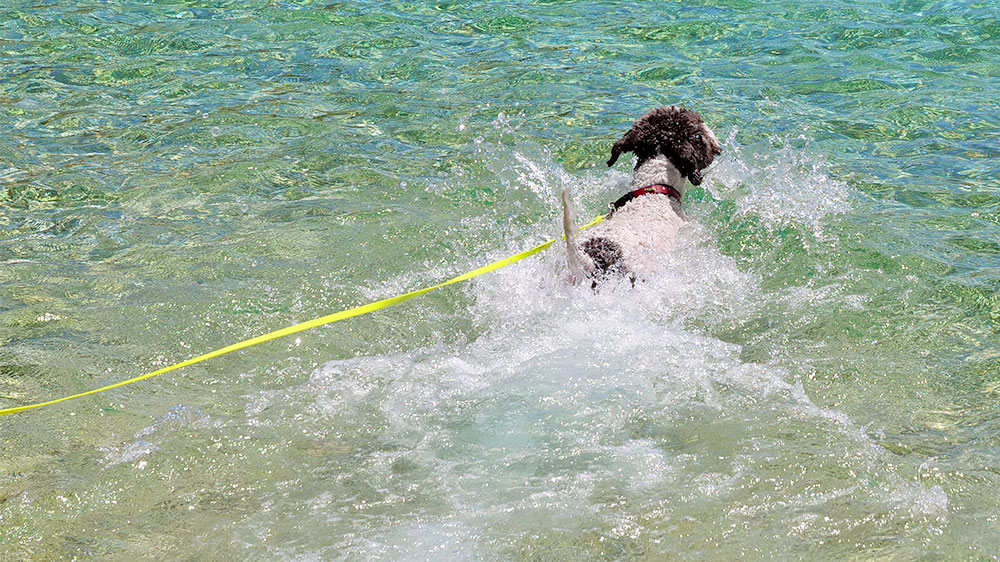 blauwasser_segeln_mit_hund_baden_6