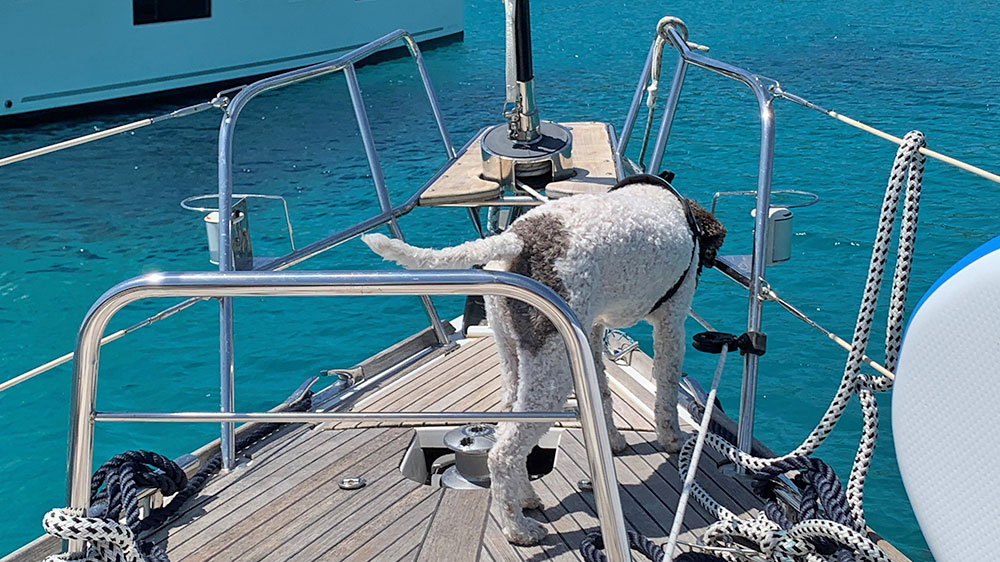 blauwasser_segeln_mit_hund_boje_8
