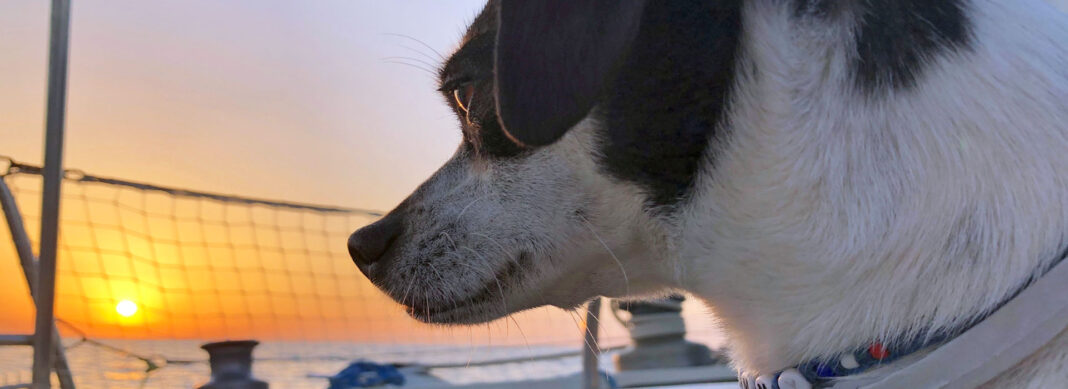 blauwasser_segeln_mit_hund_header