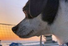 Hunde an Bord von Yachten – Fünf Tipps für entspanntes Segeln