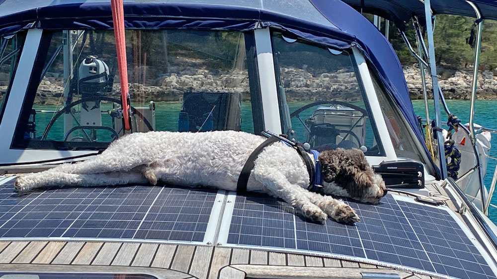 blauwasser_segeln_mit_hund_schlafen_9