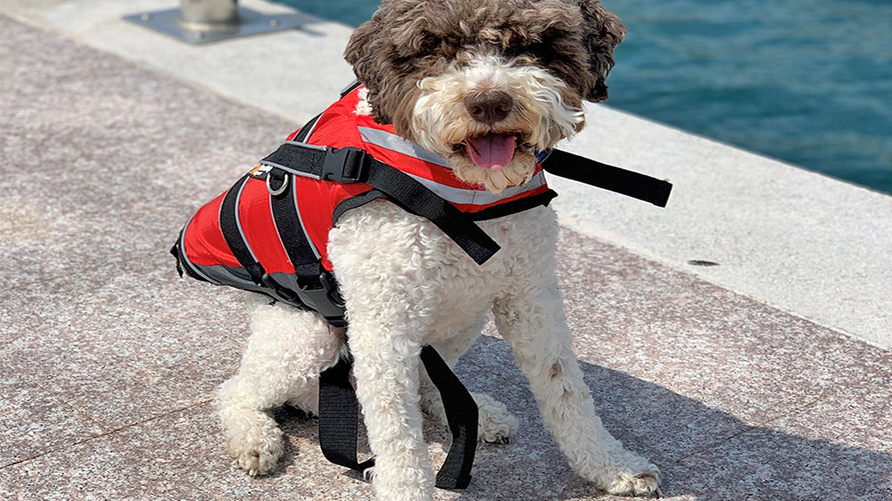 blauwasser_segeln_mit_hund_schwimmweste_1