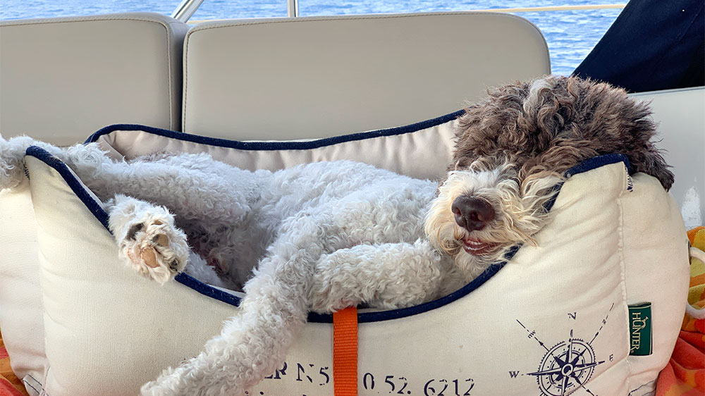 blauwasser_segeln_mit_hund_seegang_2