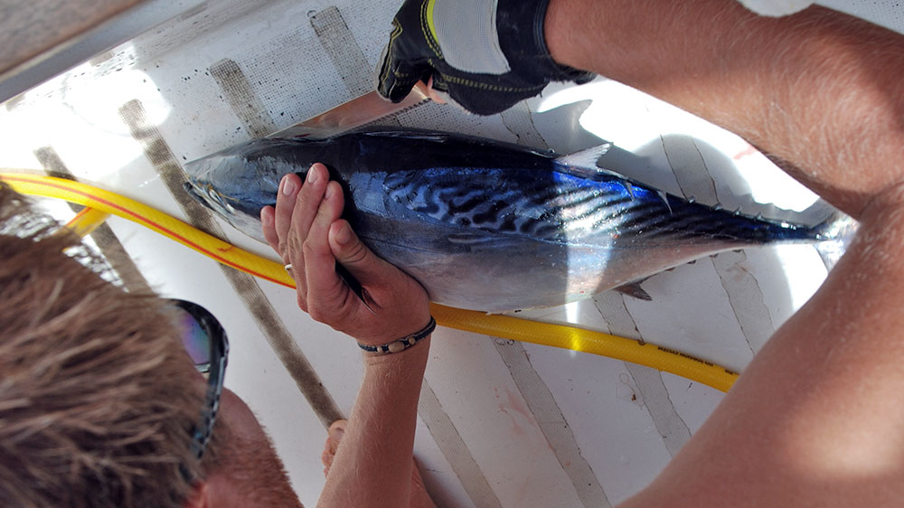 blauwasser_segelyacht_fluchtmittel_angeln