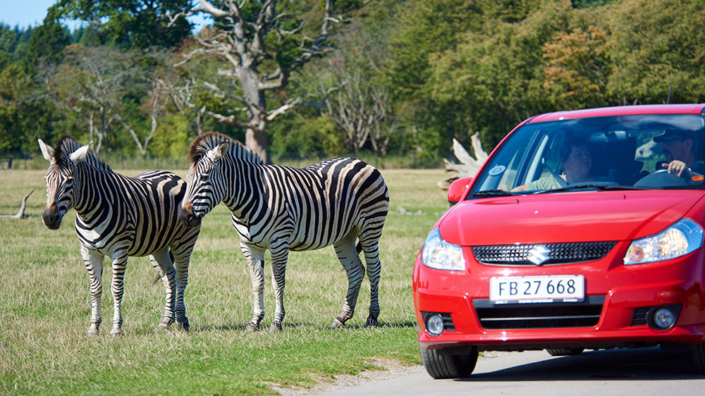 blauwasser_smallandsfahrwasser_lolland_safaripark_knuthenborg