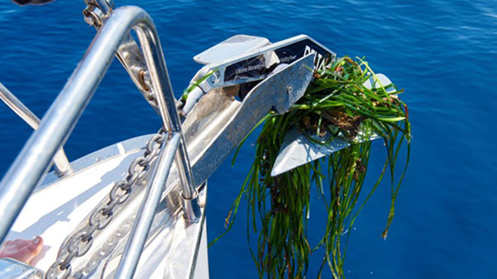 blauwasser_spanien_balearen_posidonia_seegras_anker