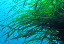Das Seegras Posidonia: Vorsicht beim Ankern auf den Balearen!