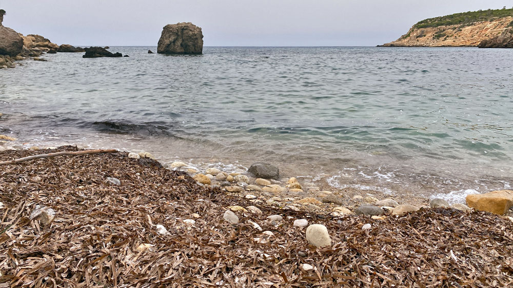 blauwasser_spanien_balearen_posidonia_seegras_strand