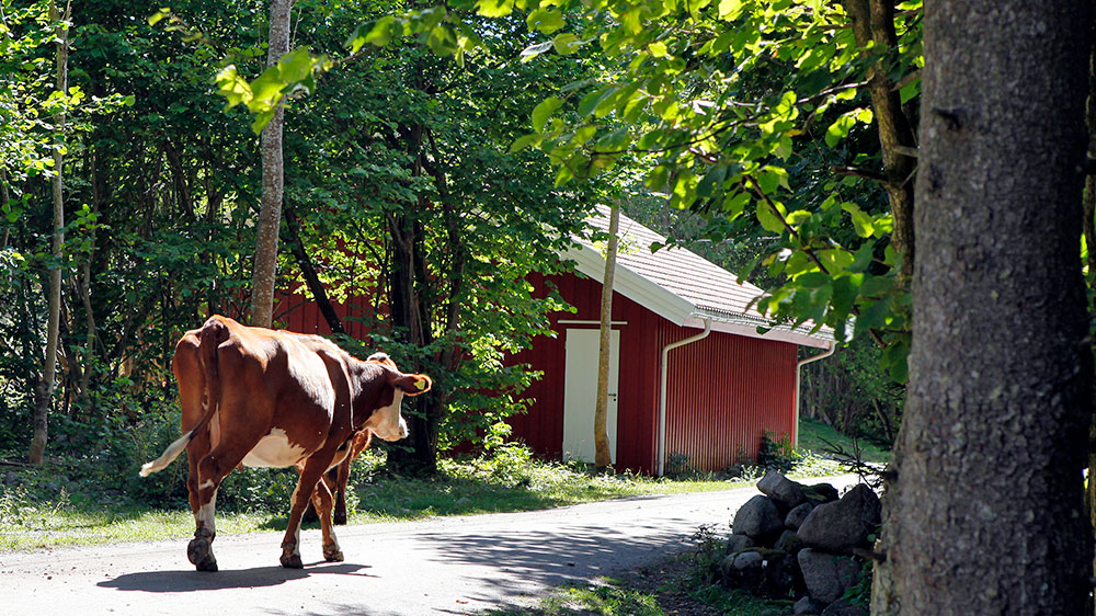 blauwasser_sued_norwegen_kuh