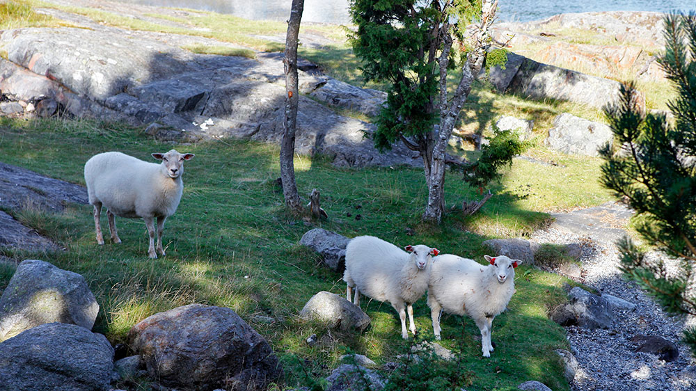 blauwasser_sued_norwegen_schafe