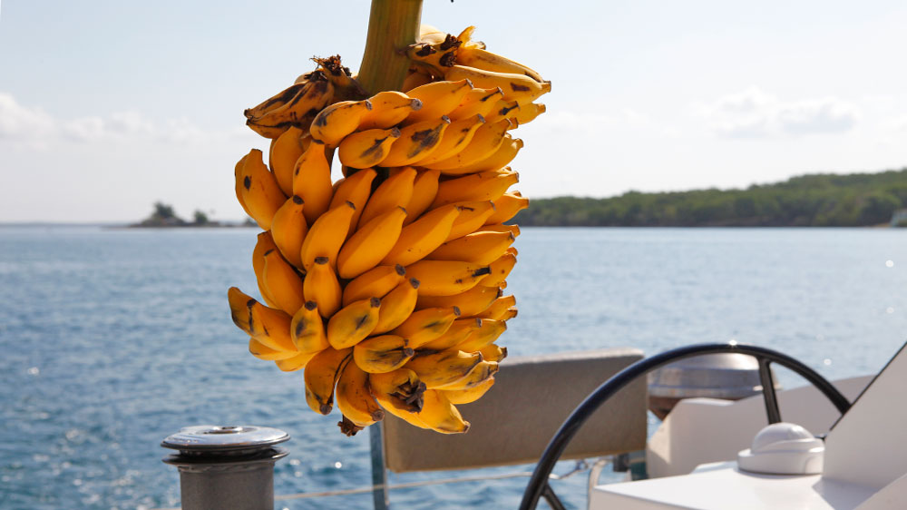 blauwasser_ungeziefer_bananen