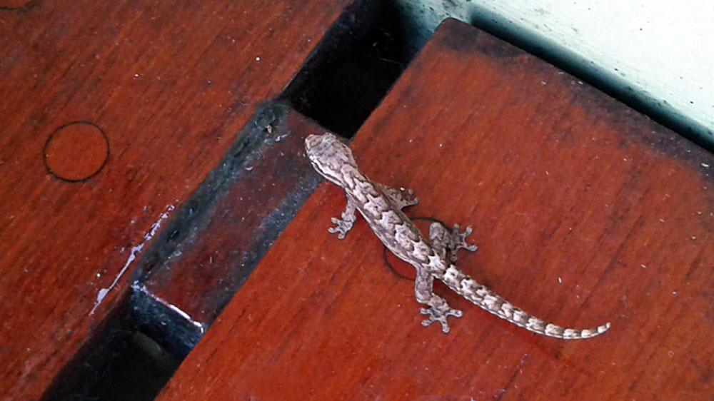 blauwasser_ungeziefer_gecko
