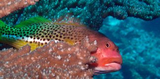 Ciguatera – die unsichtbare Gefahr beim Angeln (Fischvergiftung)